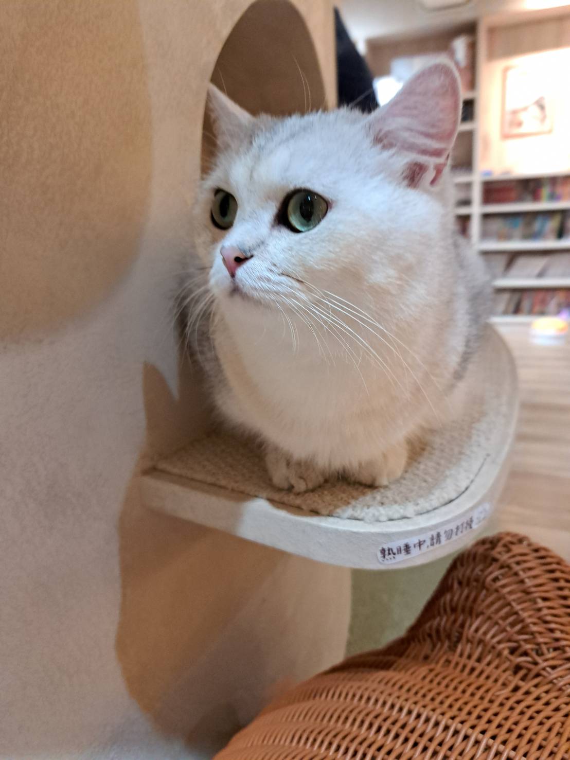 看貓紓壓的日子